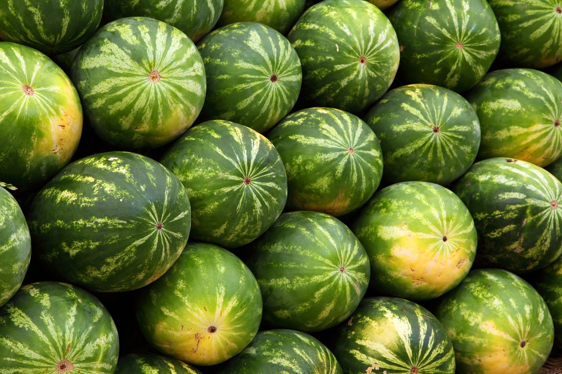 rare and common types of melons