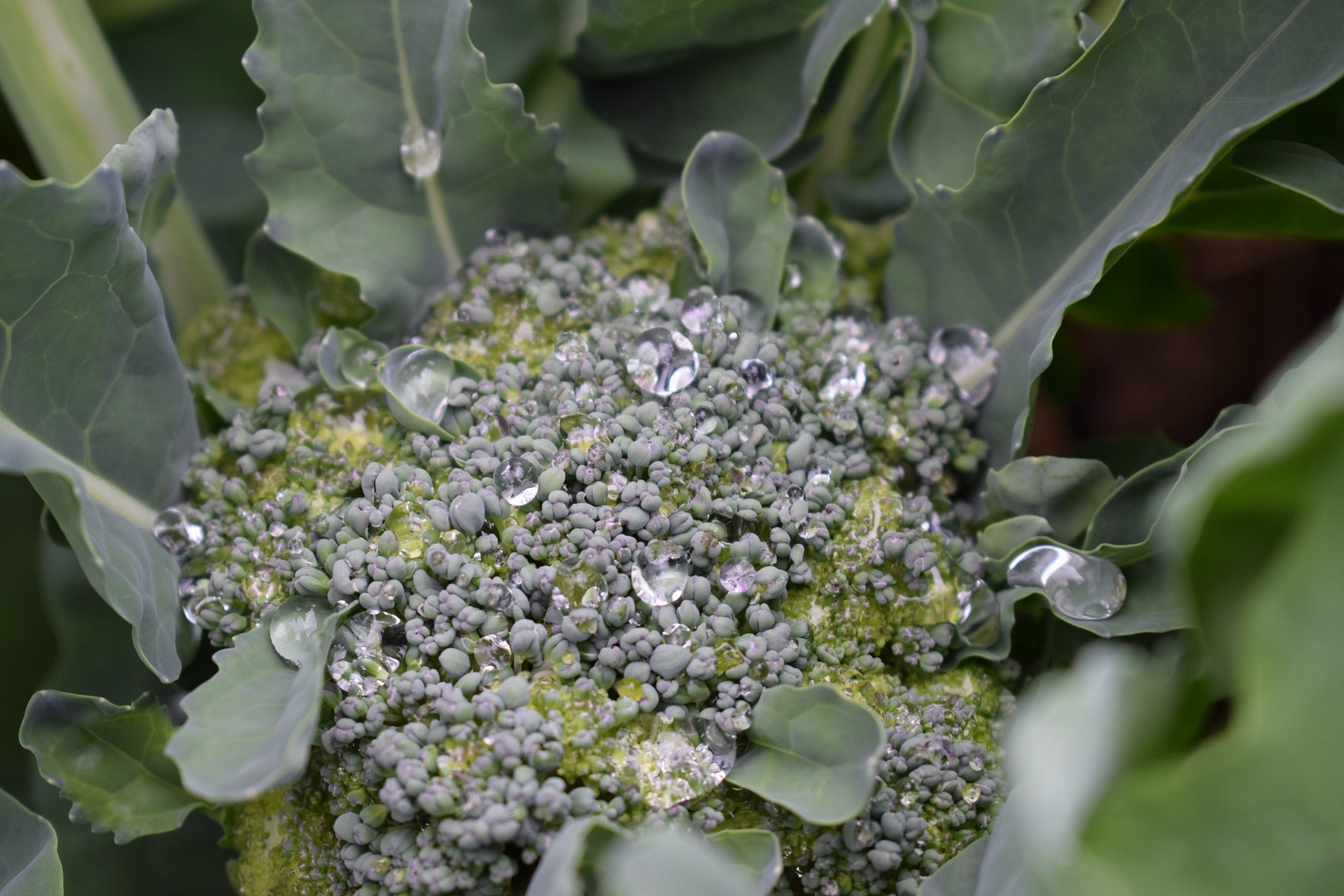 Water Droplets on Broccoli Head