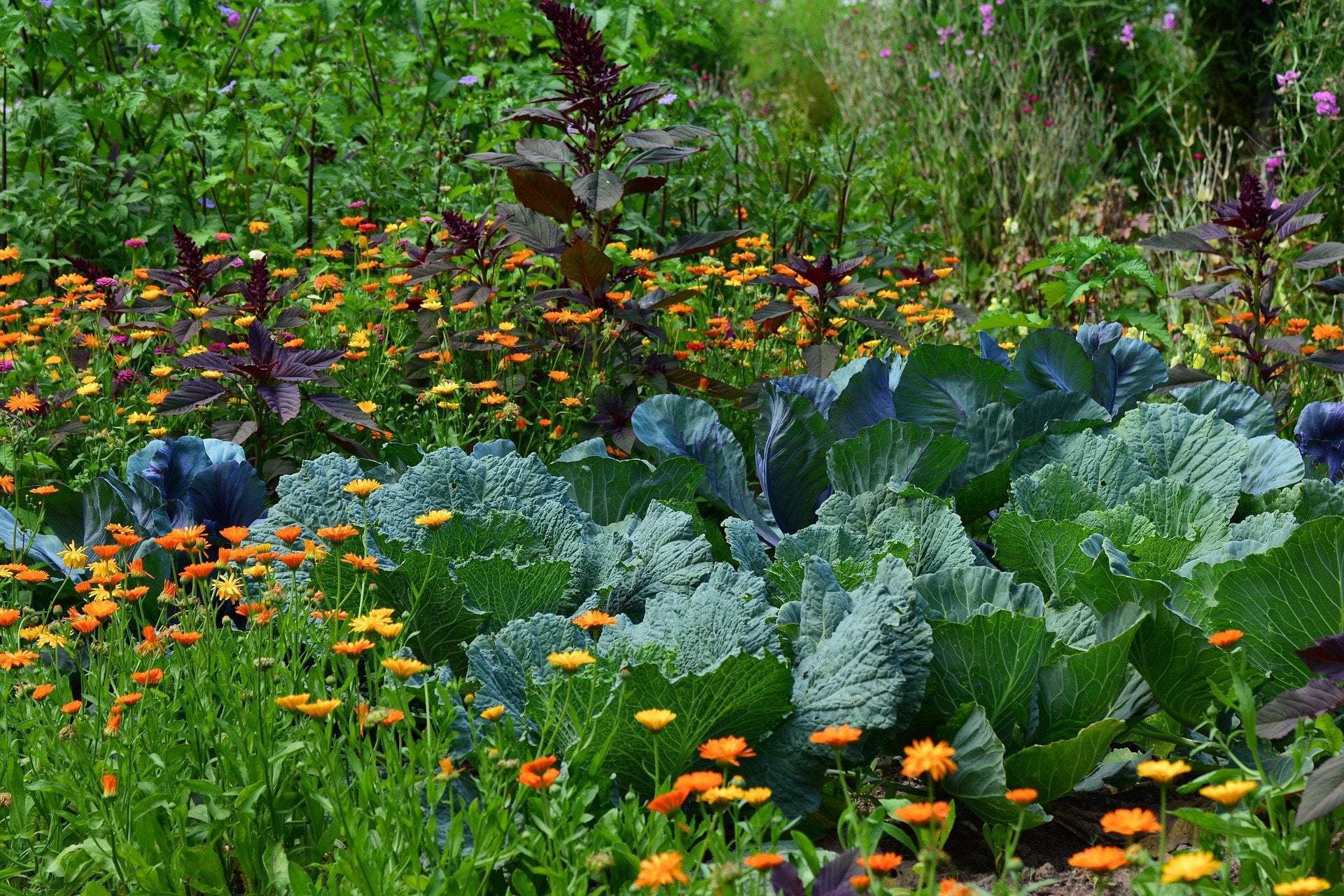Succession planting for a pro longed harvest! 