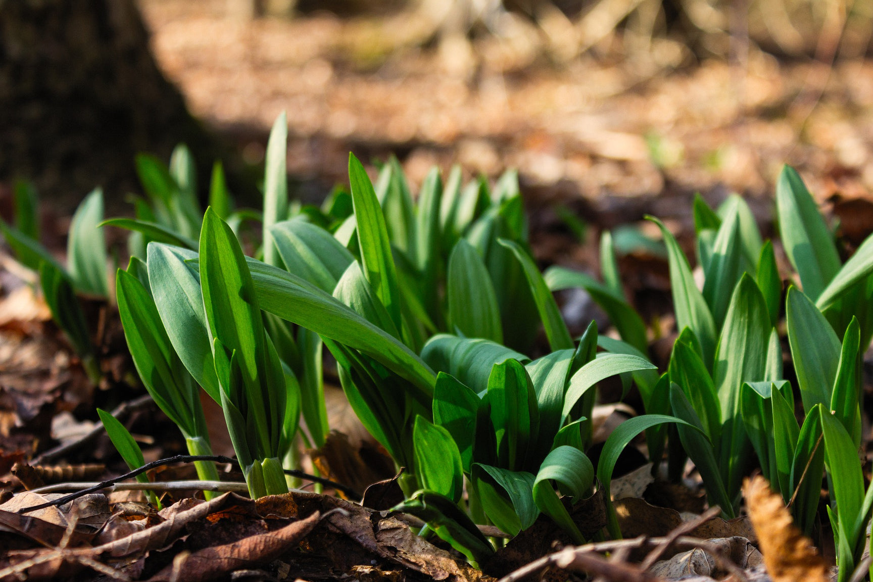 How to Grow Ramps – Sow True Seed