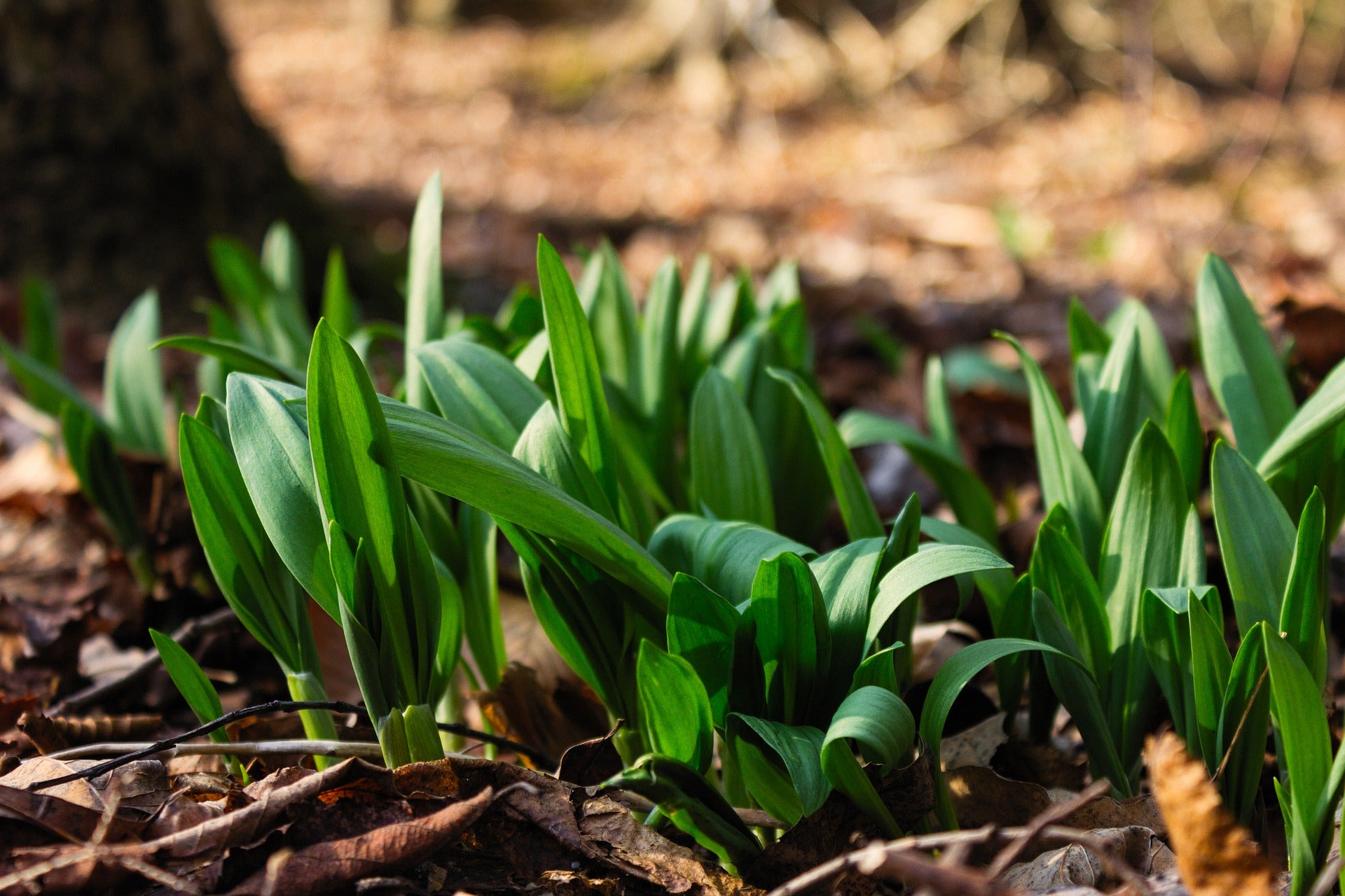 How to Grow Ramps