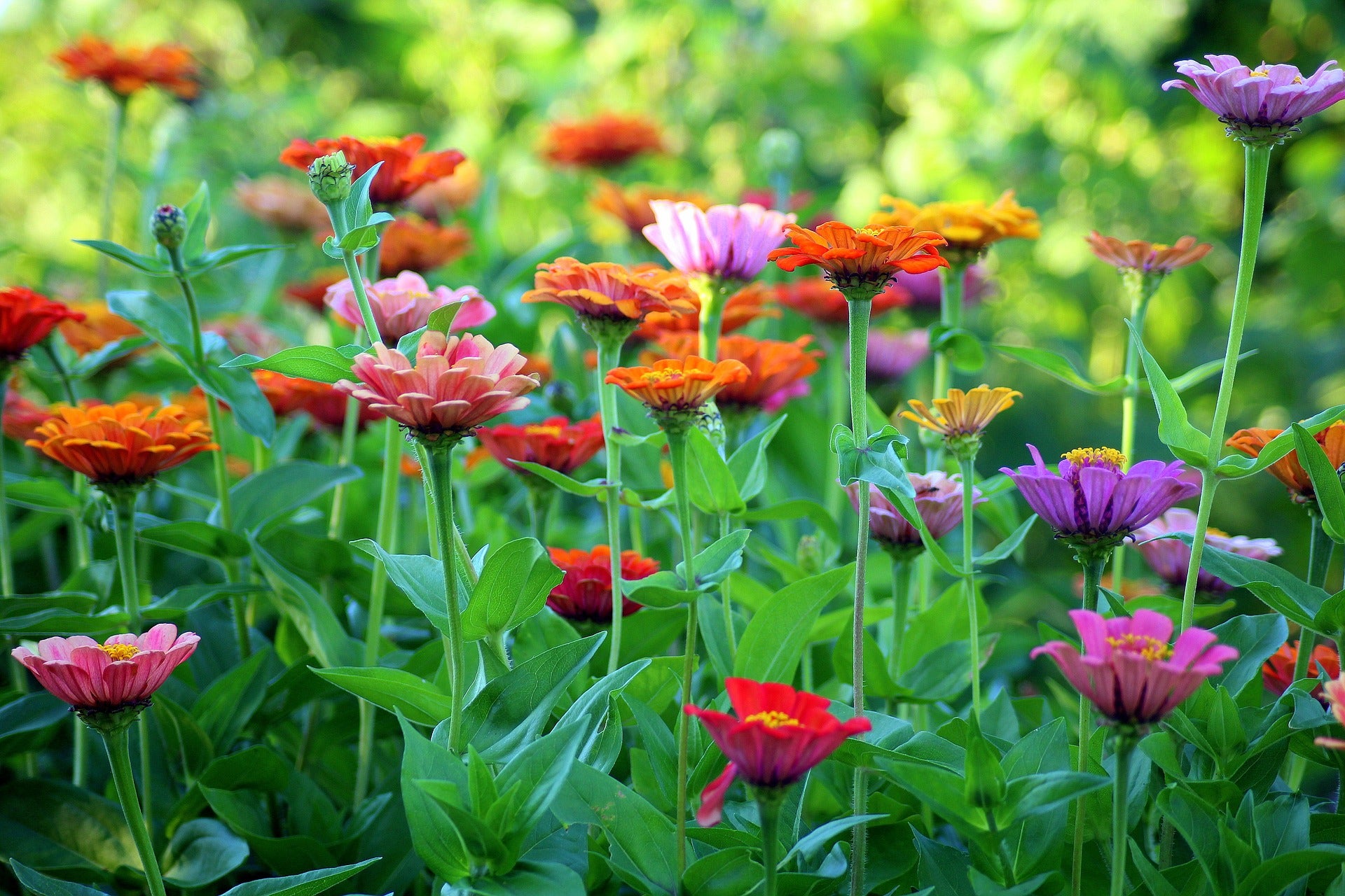 Grow Your Own Bouquet: Cut Flower Gardens