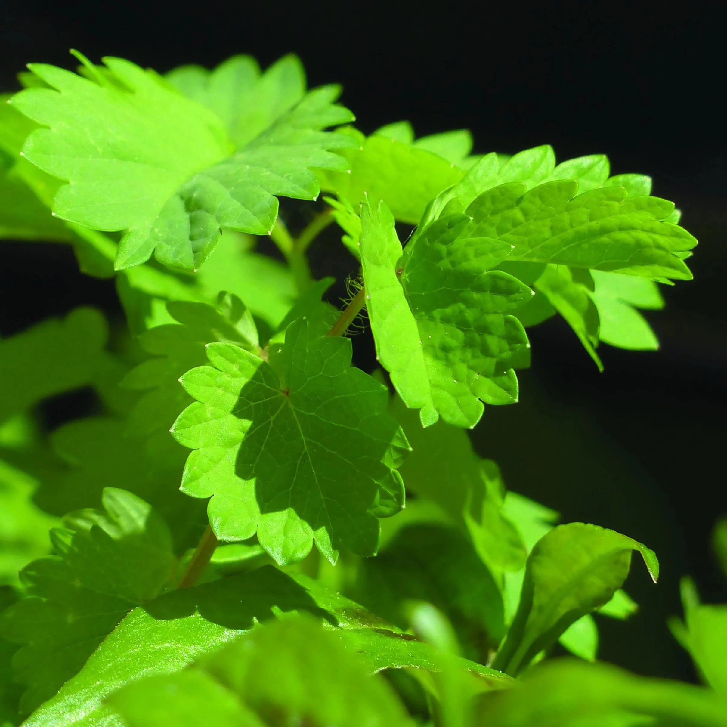 Anise