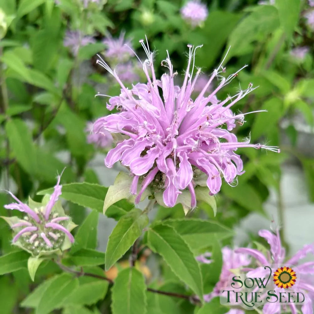 Bee Balm Seeds