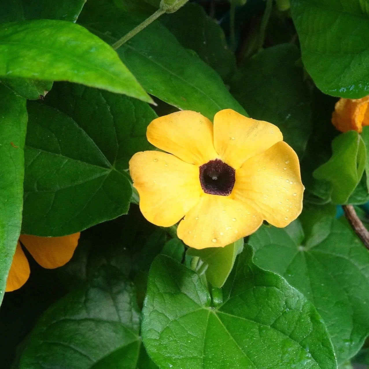 Black Eyed Susan Vine Seeds
