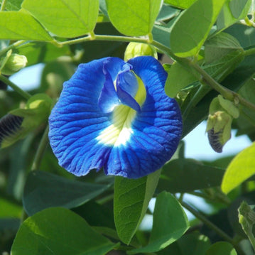 Butterfly Pea Seeds