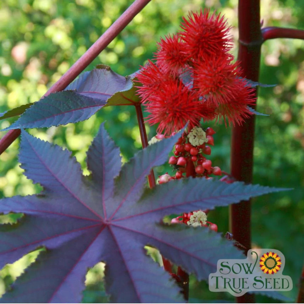 Castor Bean Seeds