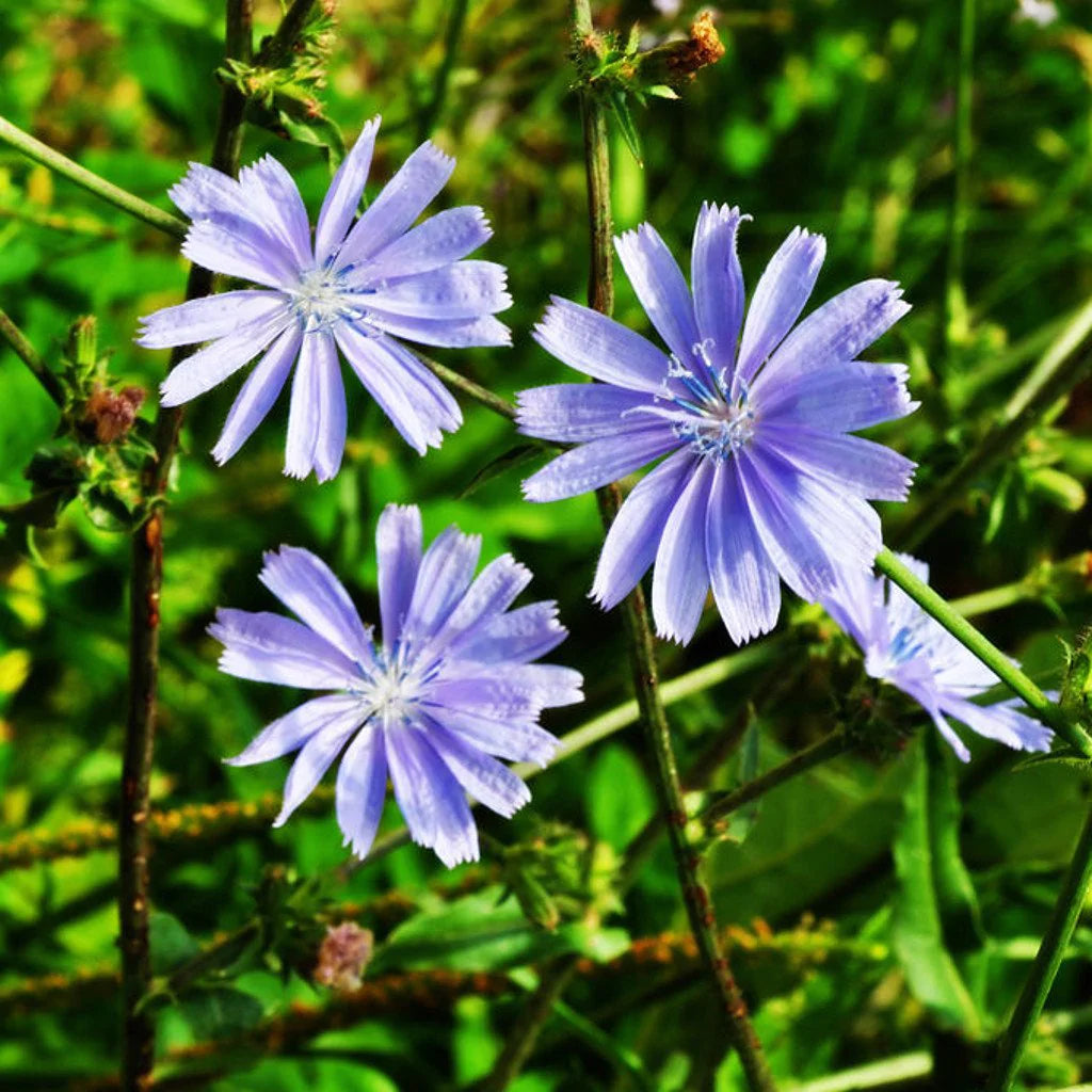 Chicory