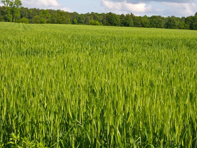 Wheat Seeds