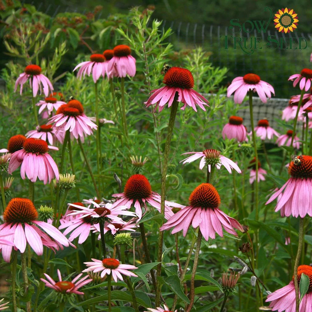 Echinacea Seeds