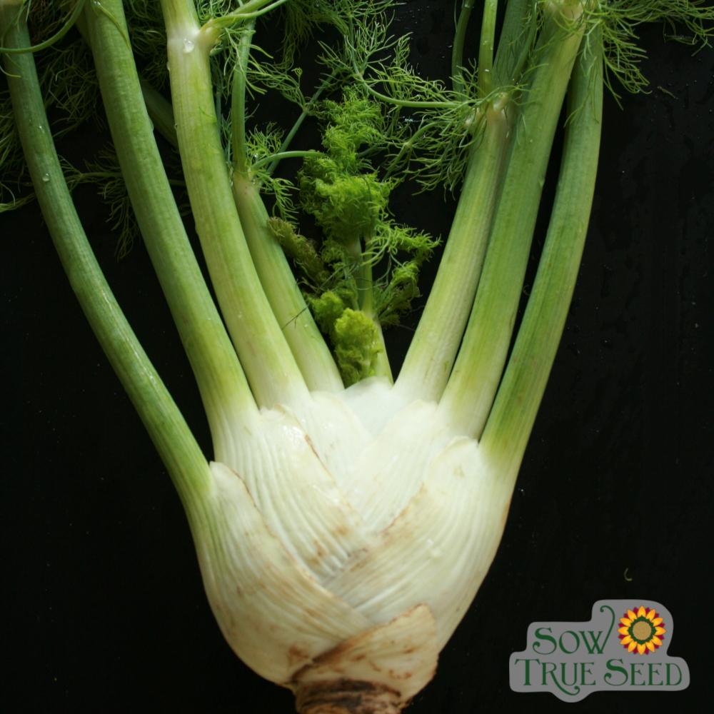 Fennel