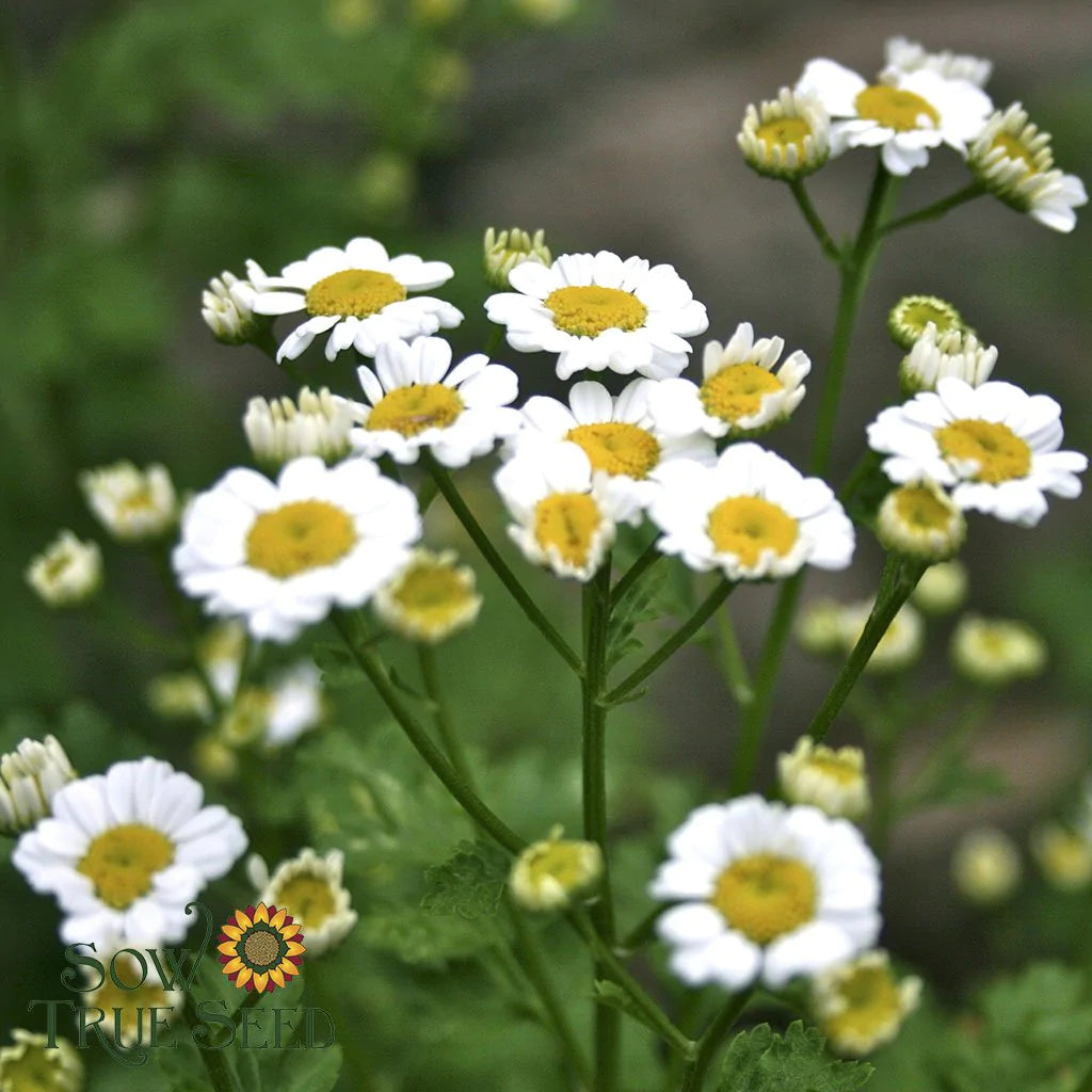 Feverfew