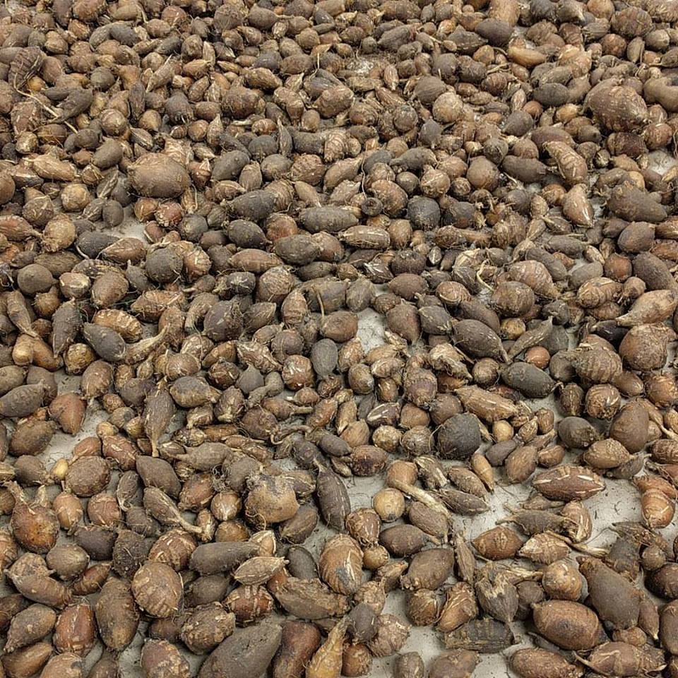 Ground Nuts