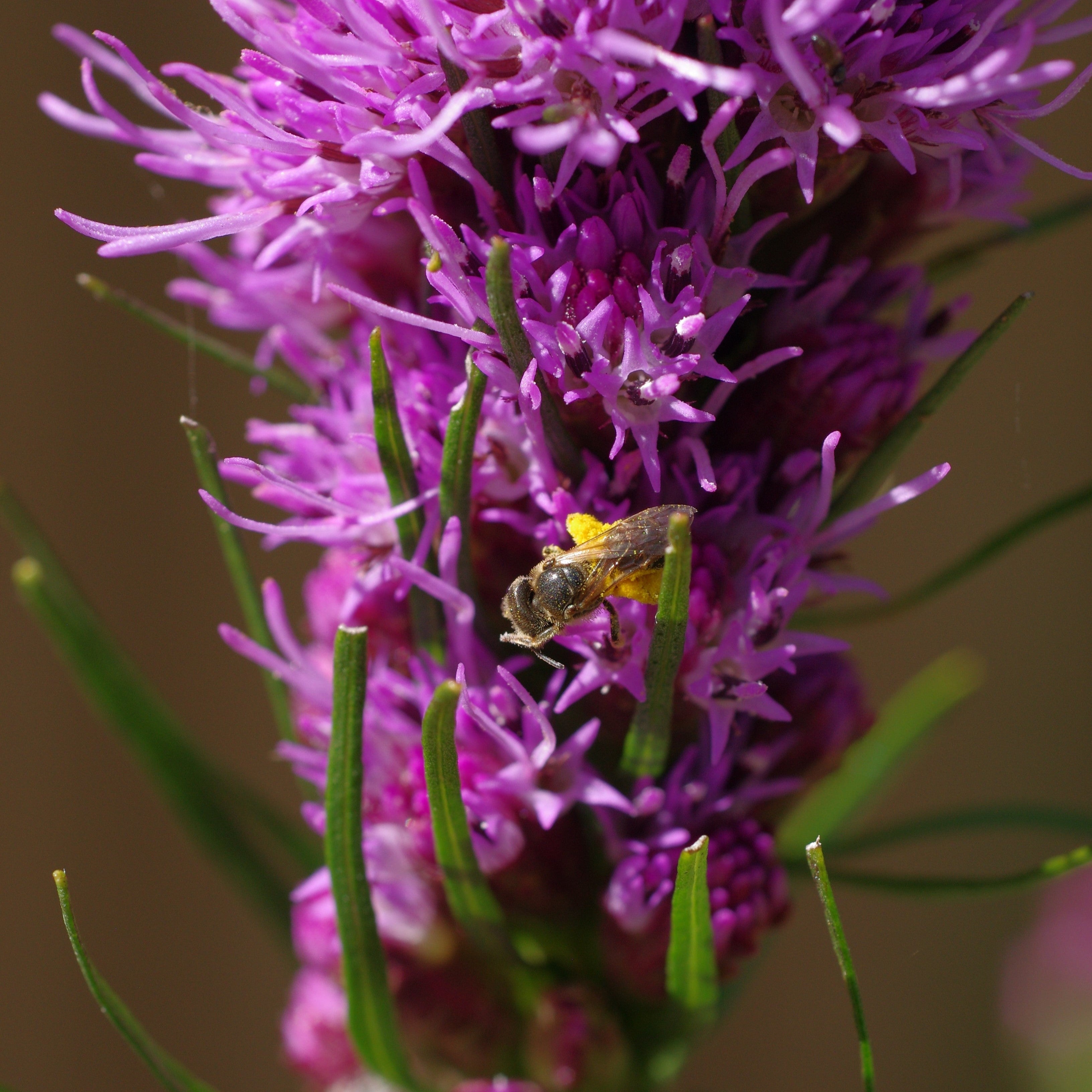 Liatris Seeds