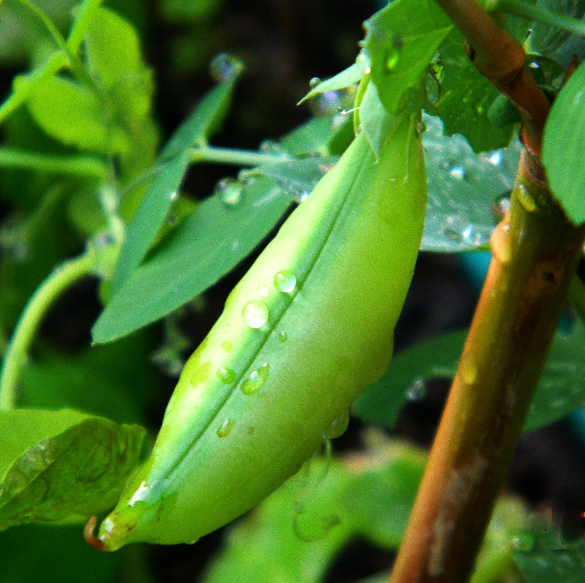 Pea Seeds