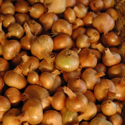 Perennial Potato Onions