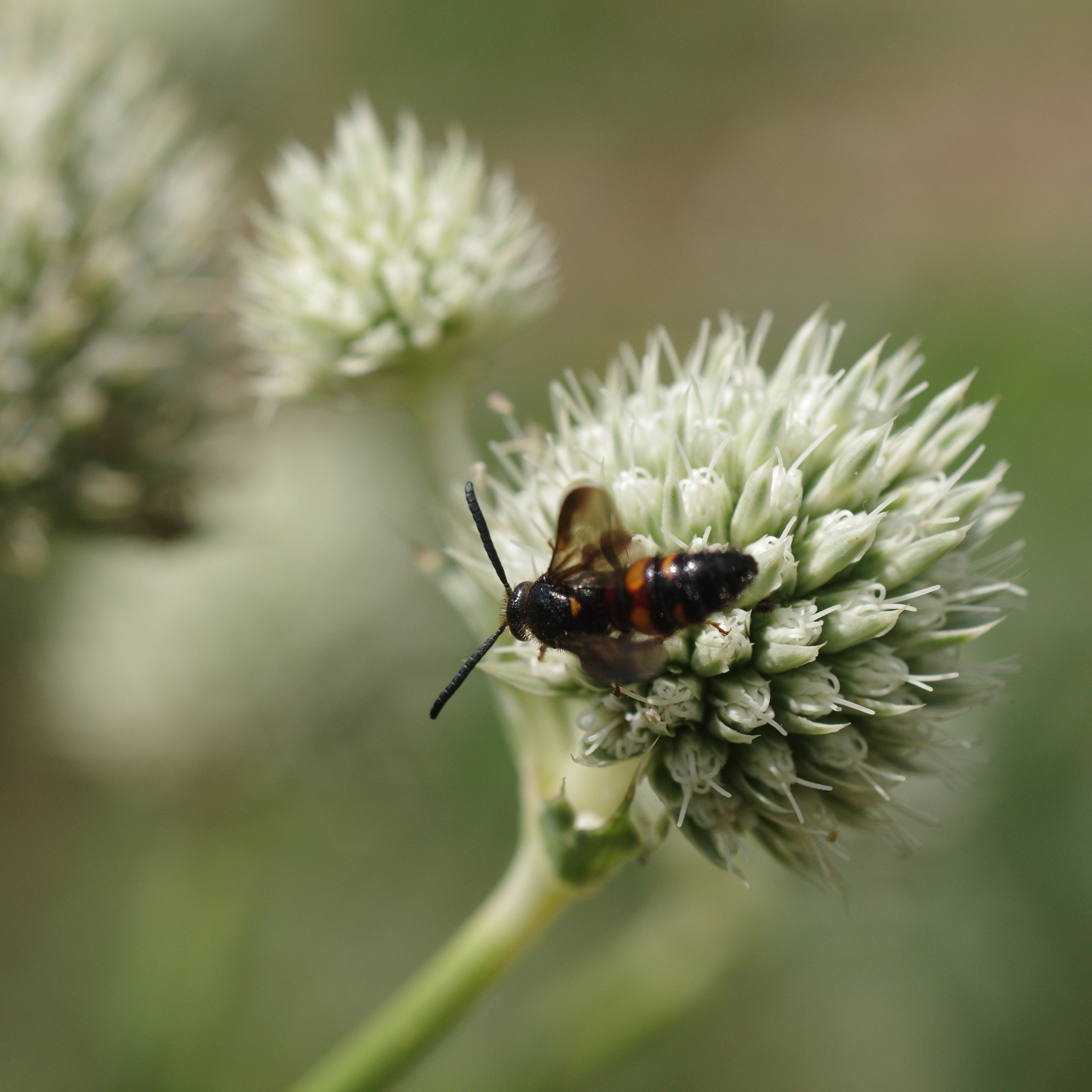 Rattlesnake Master Seeds