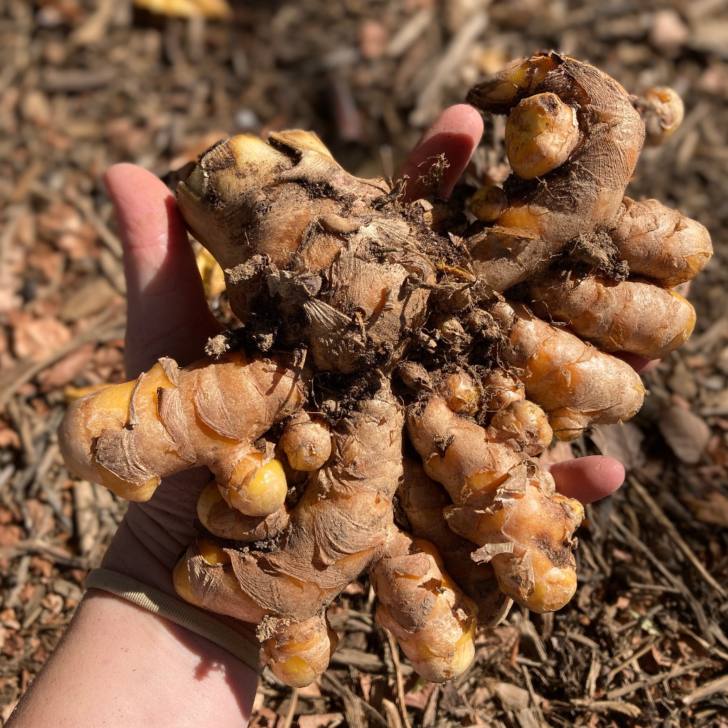 Turmeric Rhizomes