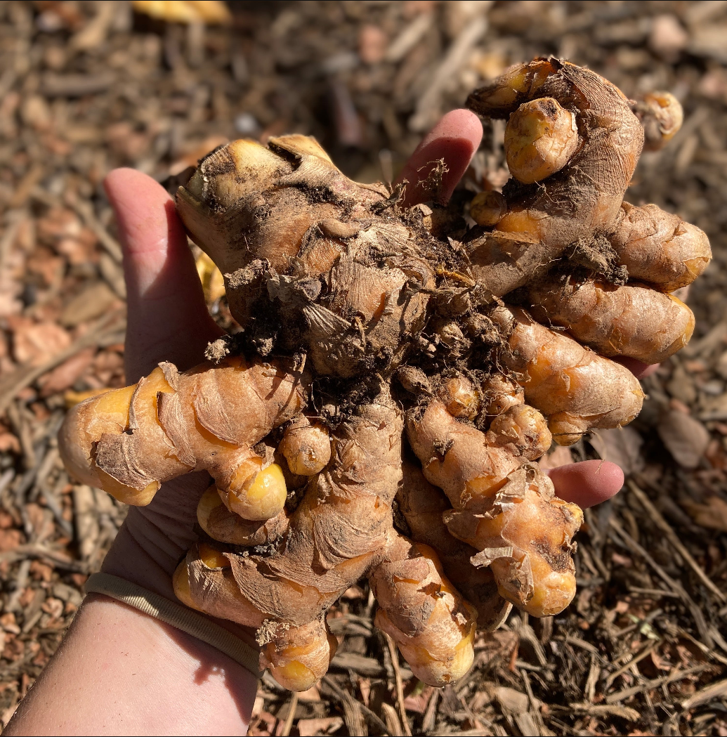 Turmeric Rhizomes