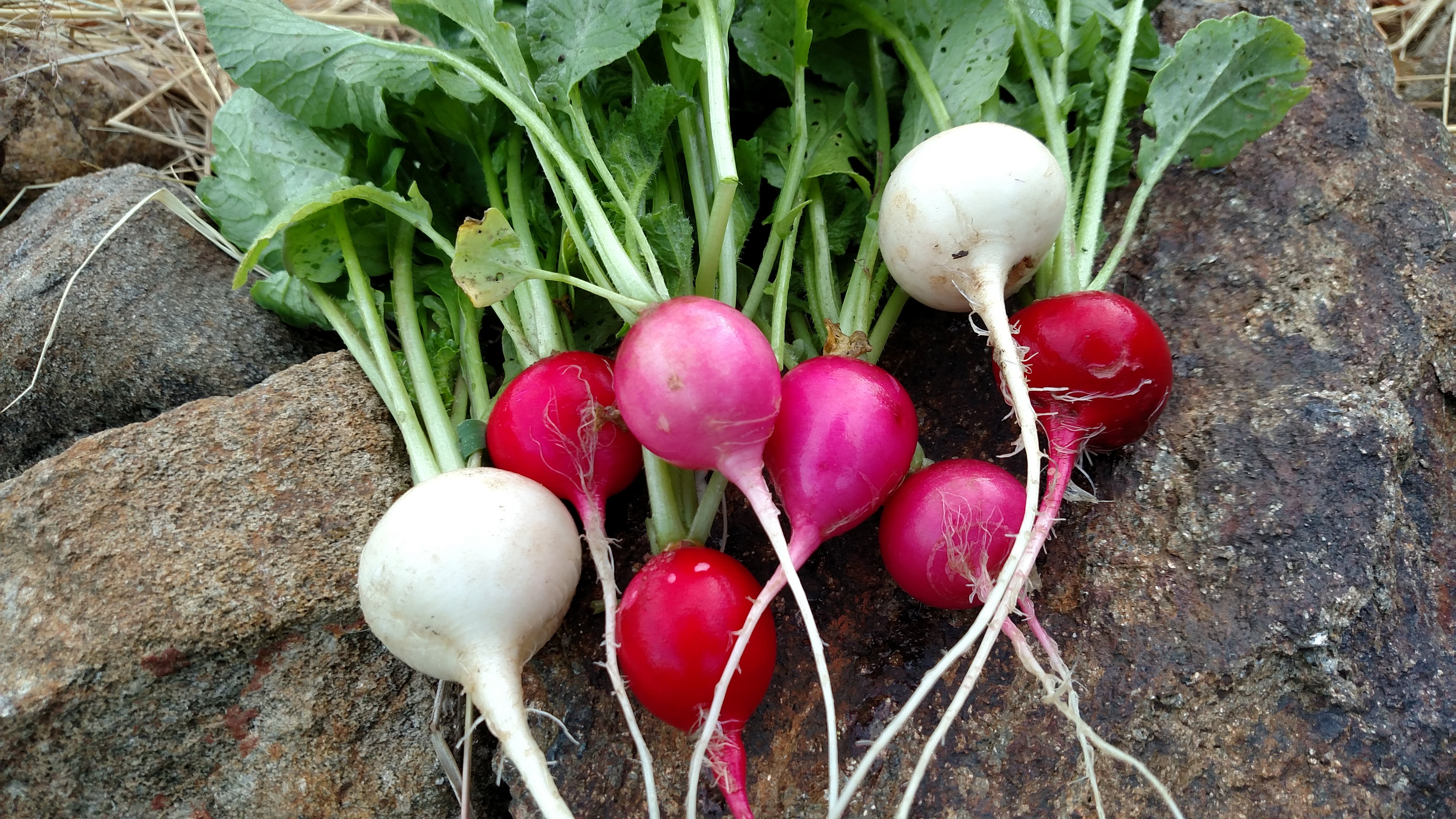 Spring Garden – Sow True Seed