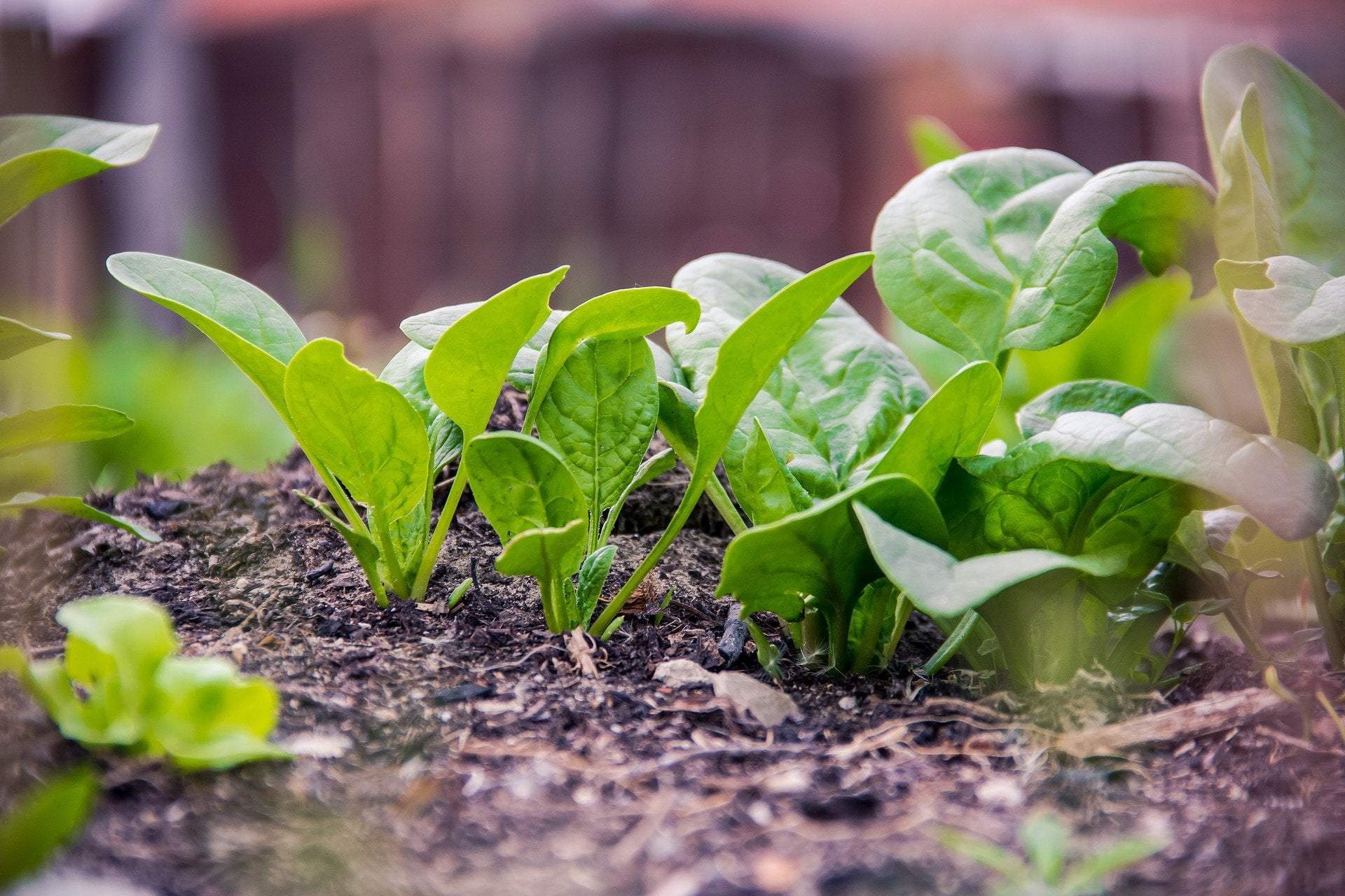 Spinach Seeds