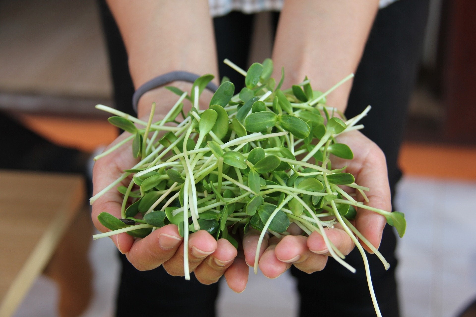 Microgreen Seeds