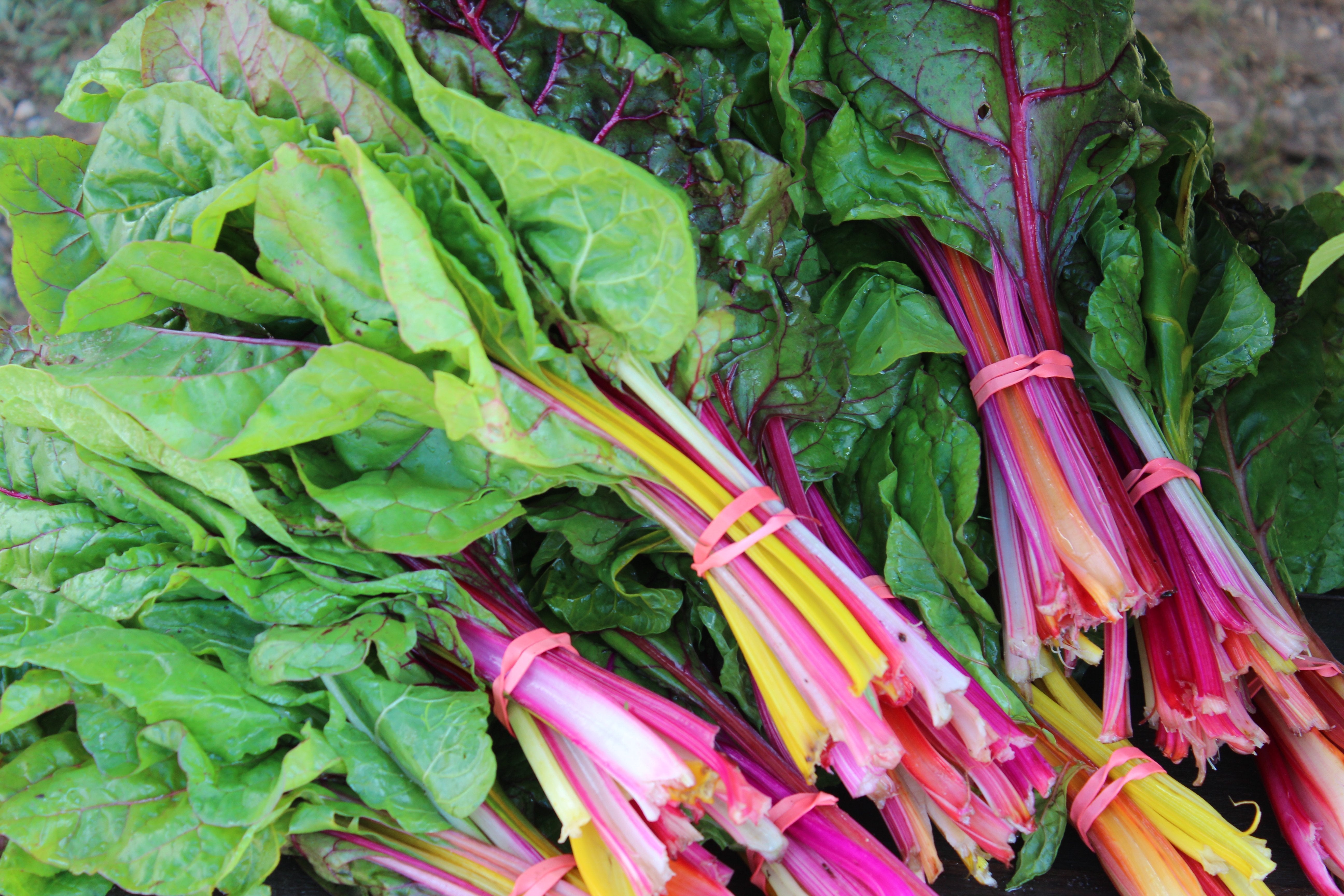 Swiss Chard Seeds