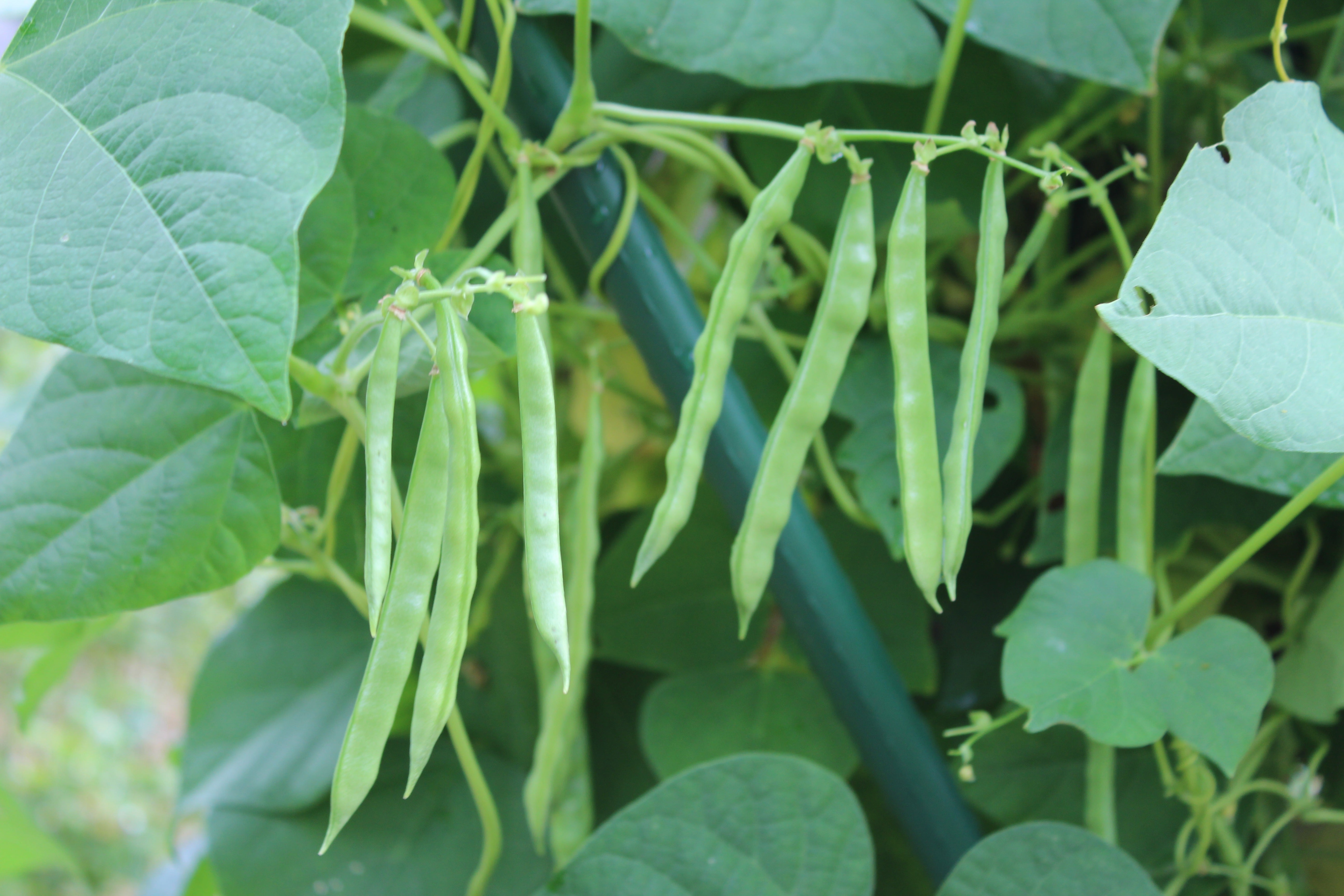 Poly Beans Pole Bean Seeds – Sow True Seed
