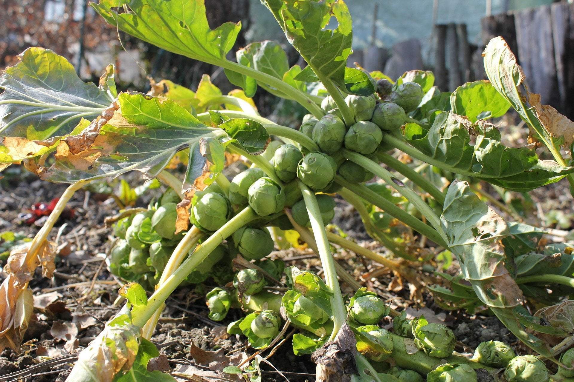 Brussels Sprouts Seeds