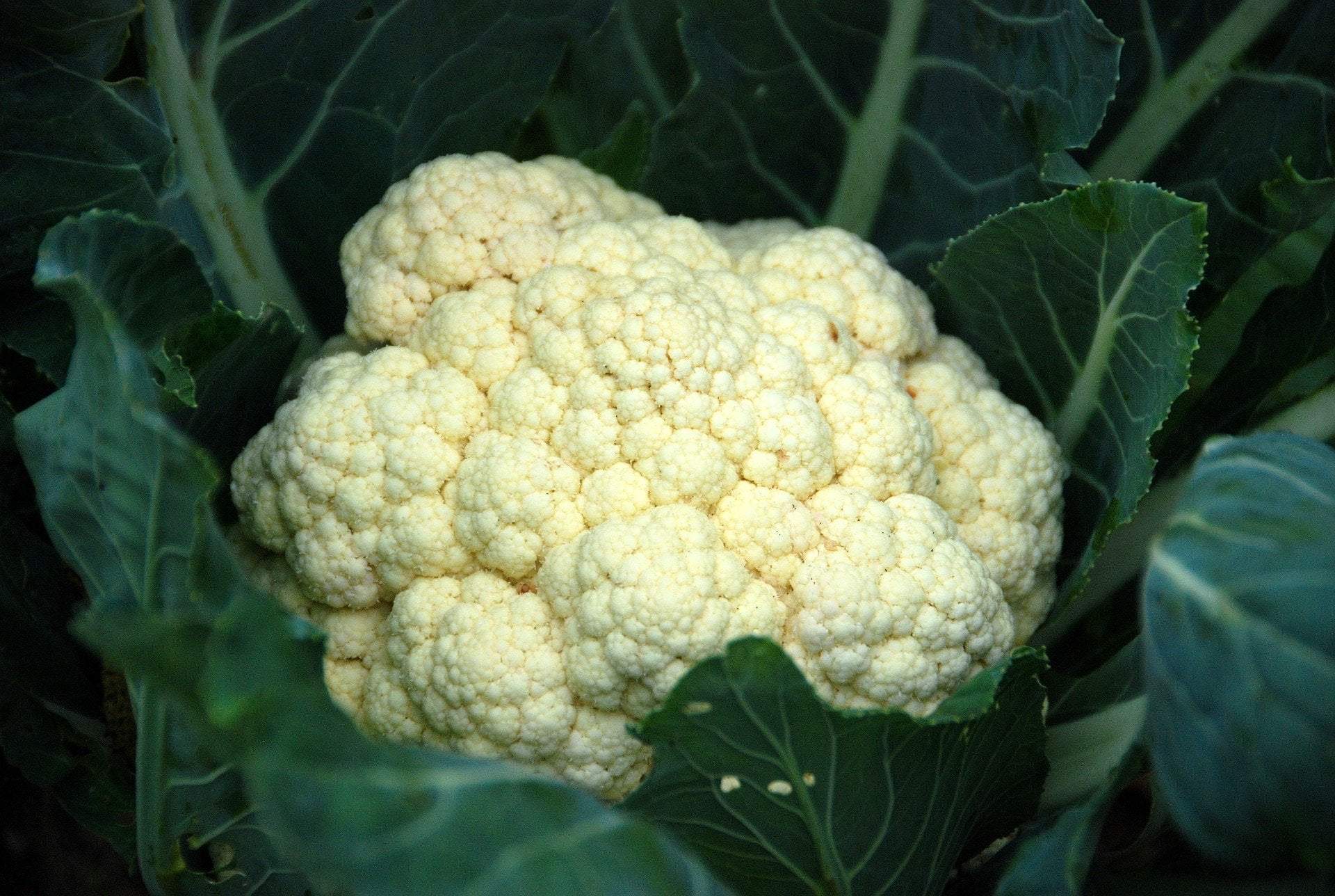 Cauliflower Seeds
