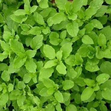 Chickweed