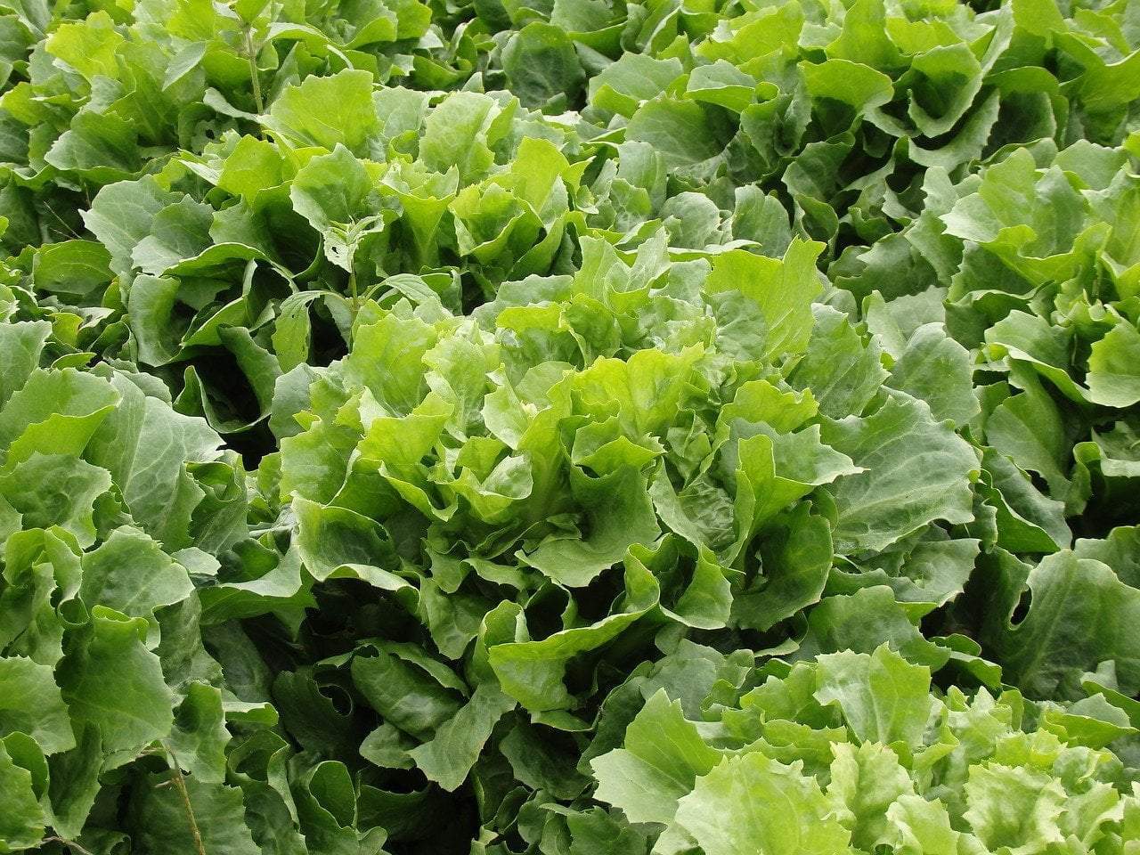 Endive