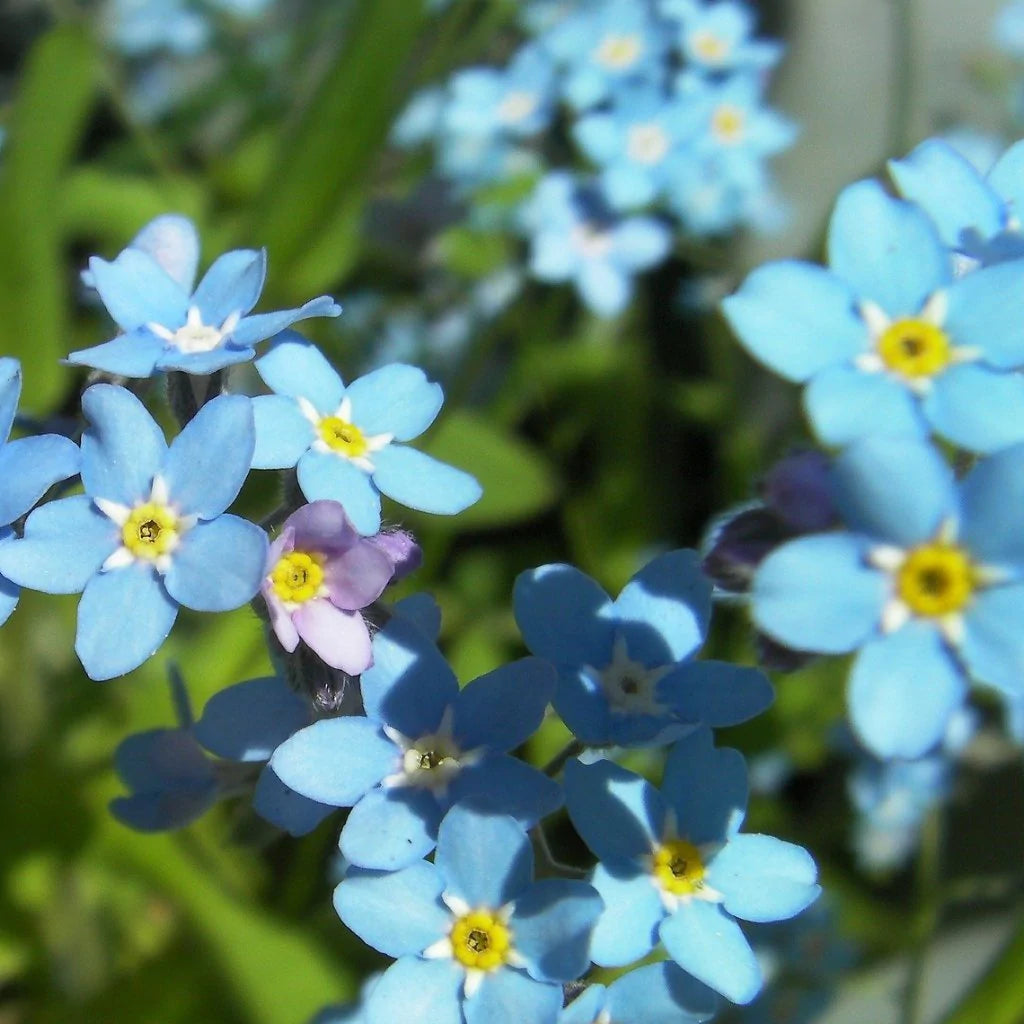 Forget-Me-Not Seeds
