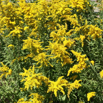 Goldenrod | Sow True Seed