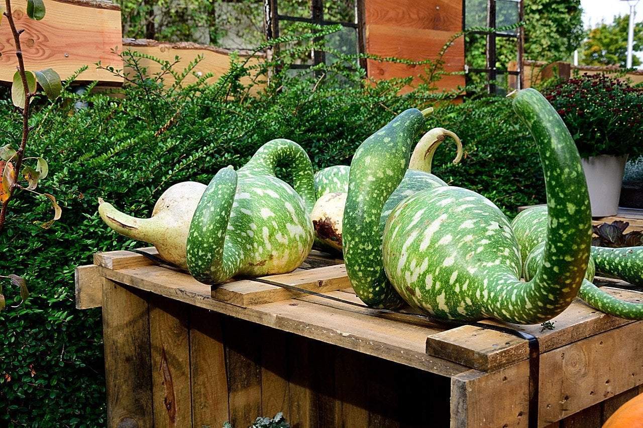 Gourd Seeds