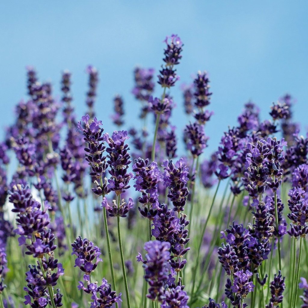 Lavender Seed, English (Vera) - Sow True Seed