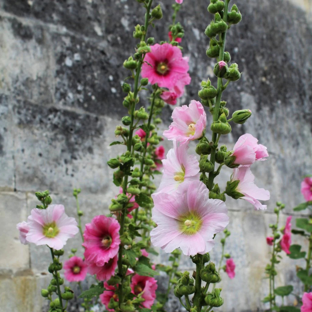 Hollyhock Seeds