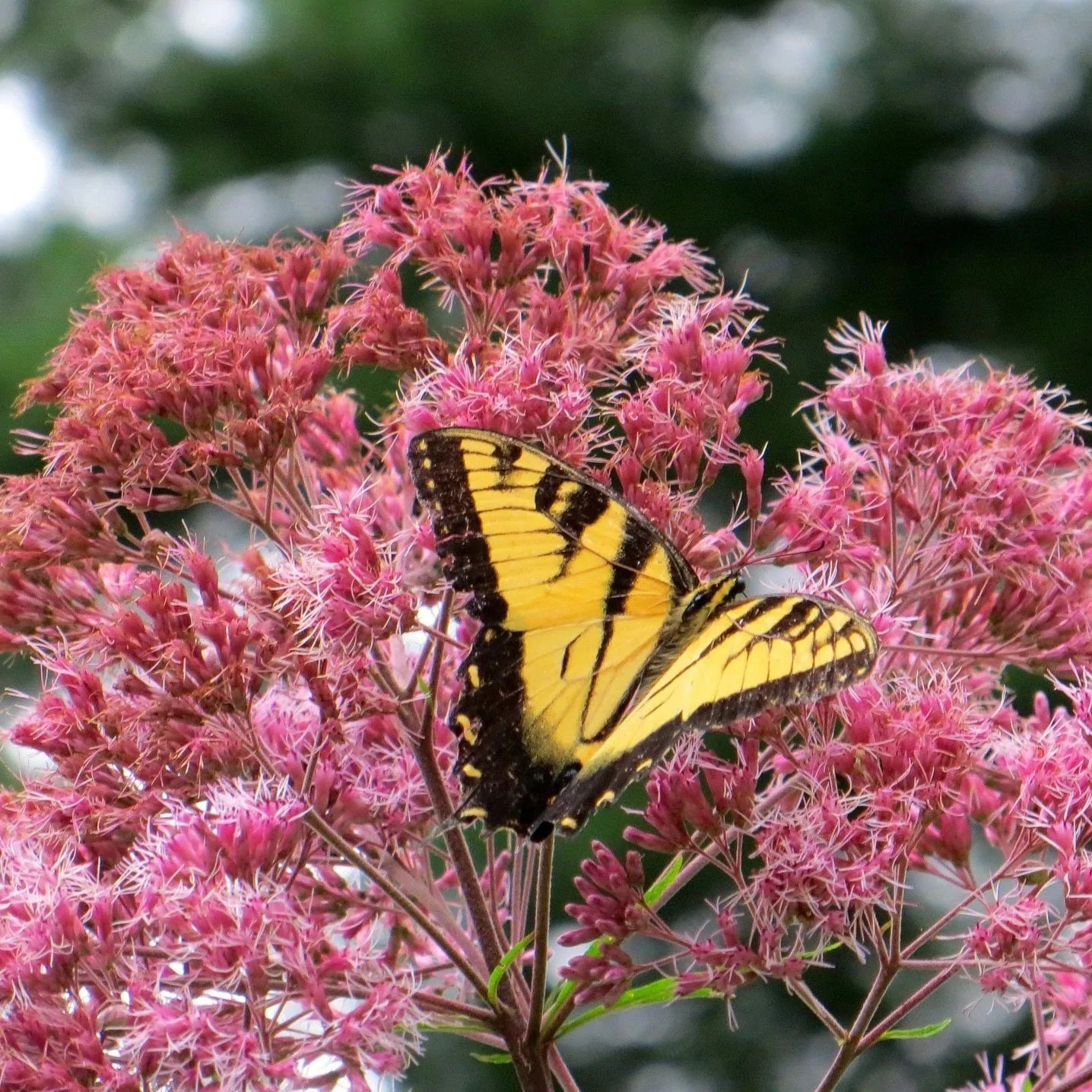 Joe Pye Weed