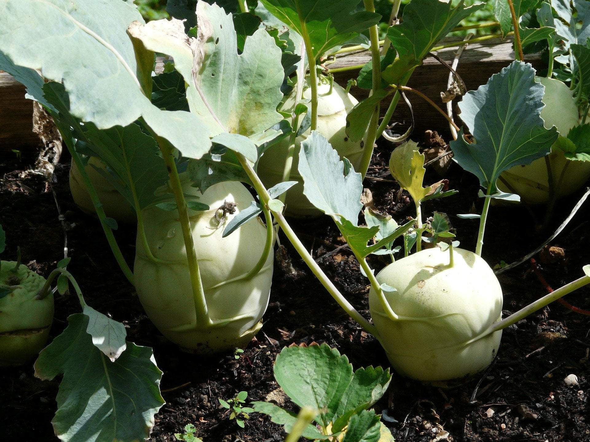 Kohlrabi Seeds