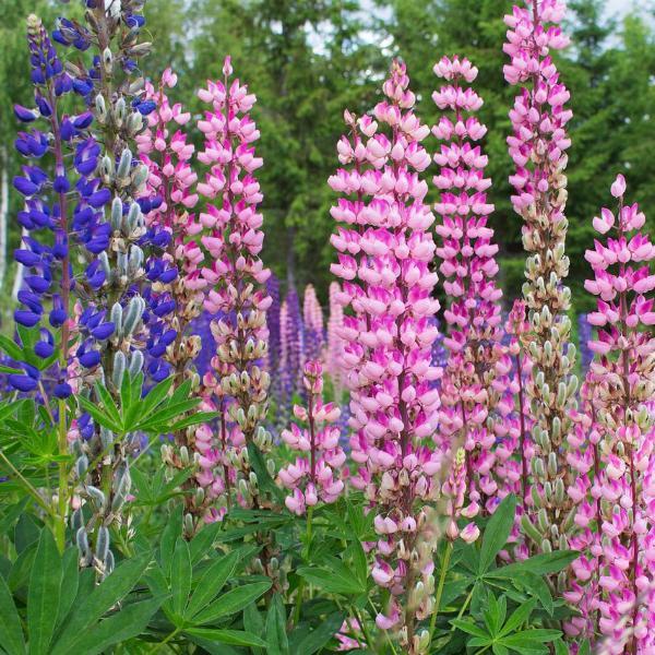 Lupine