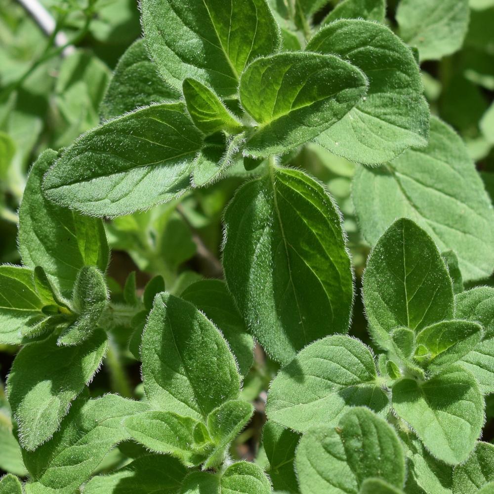 Oregano Seeds