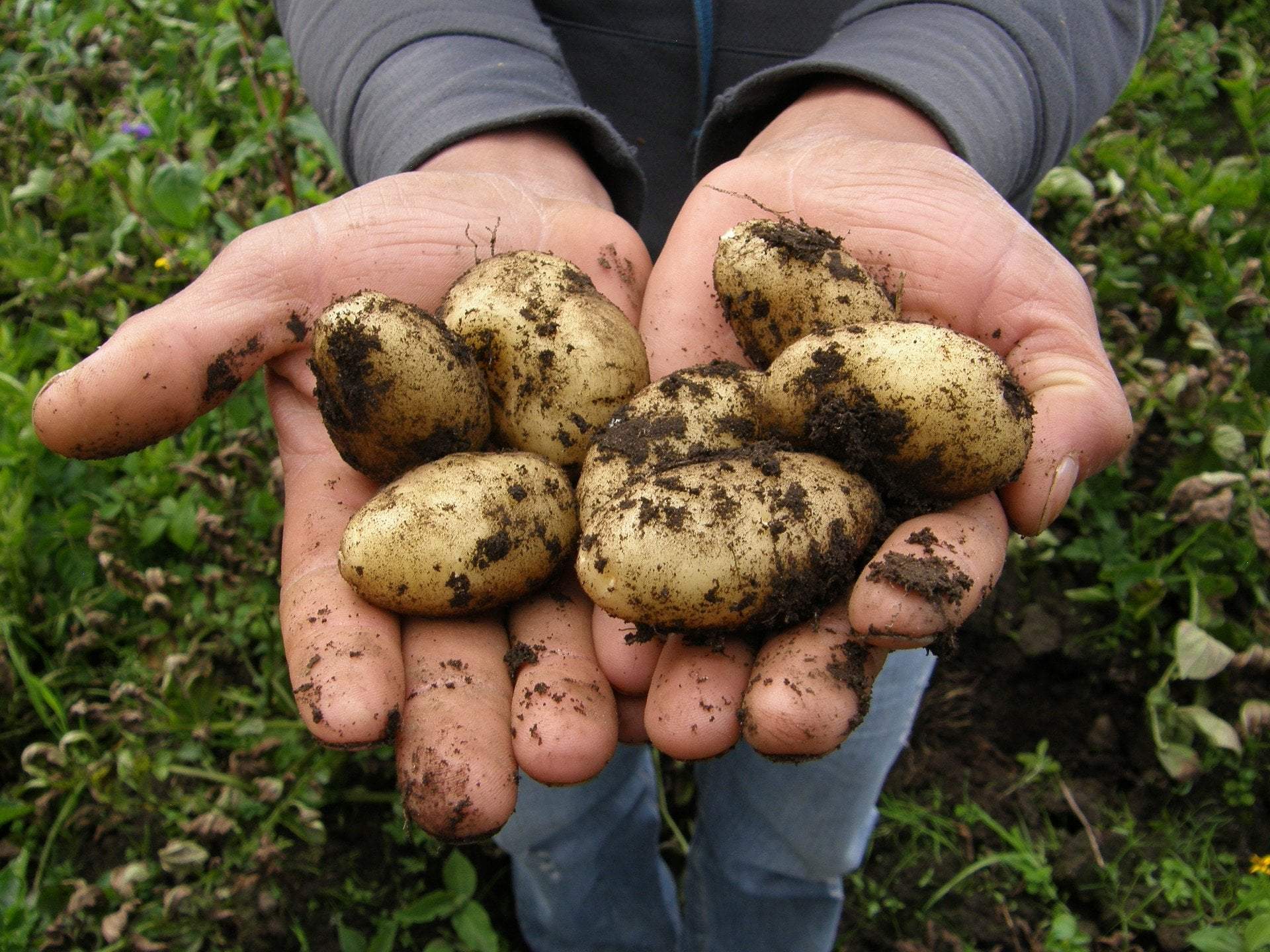 Certified Seed Potatoes - organic and gourmet options. Range of colors.