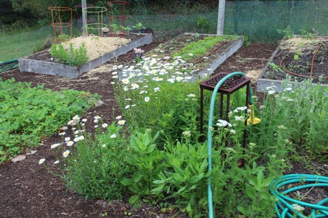 Raised Bed Garden