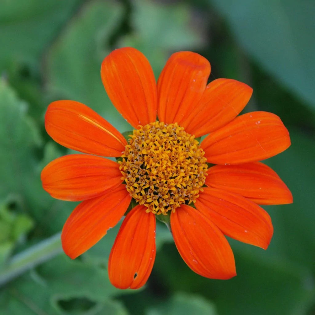 Tithonia