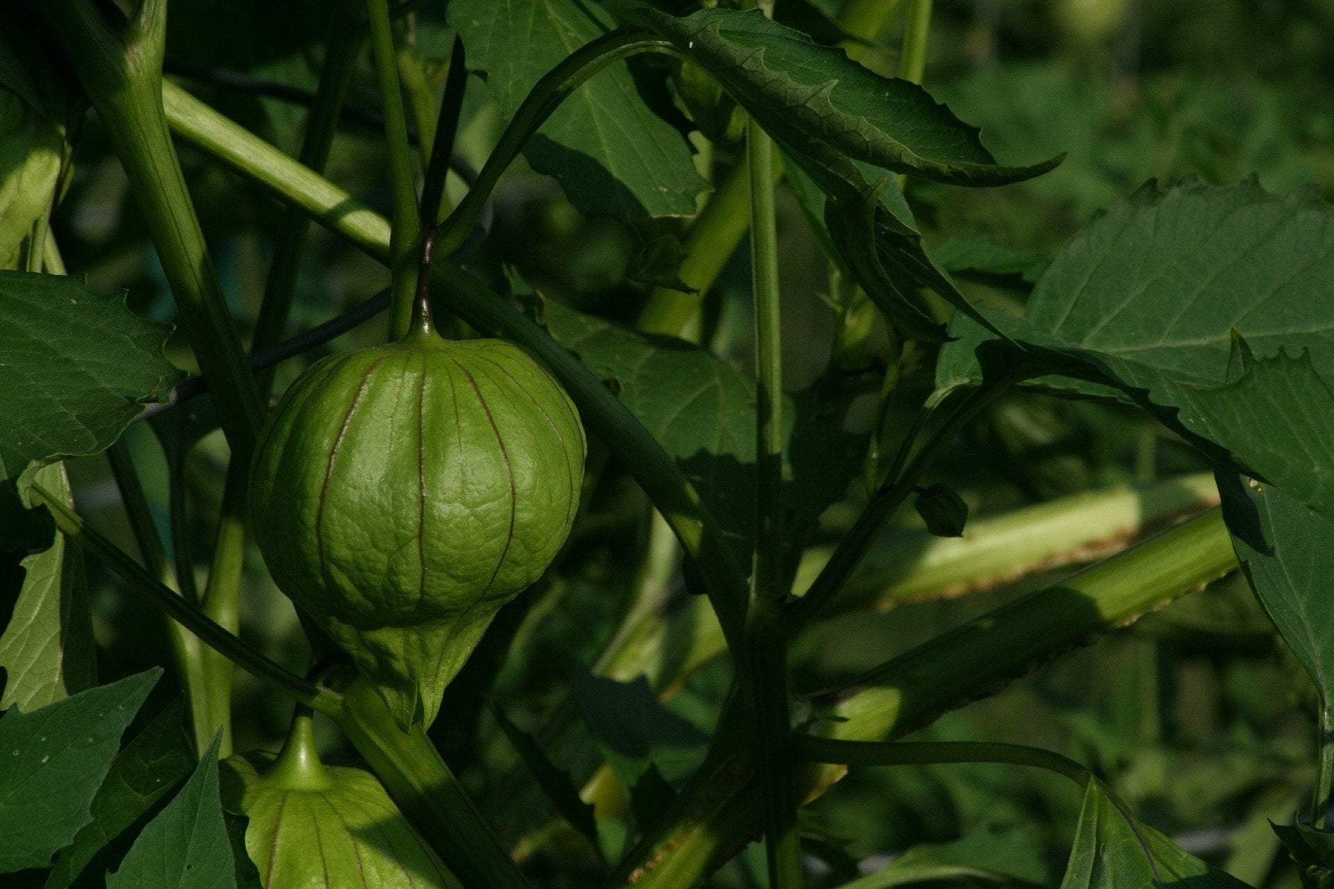 Tomatillo Seeds