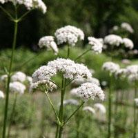 Valerian