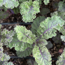 Kale Seeds - Red Ursa, ORGANIC - Sow True Seed