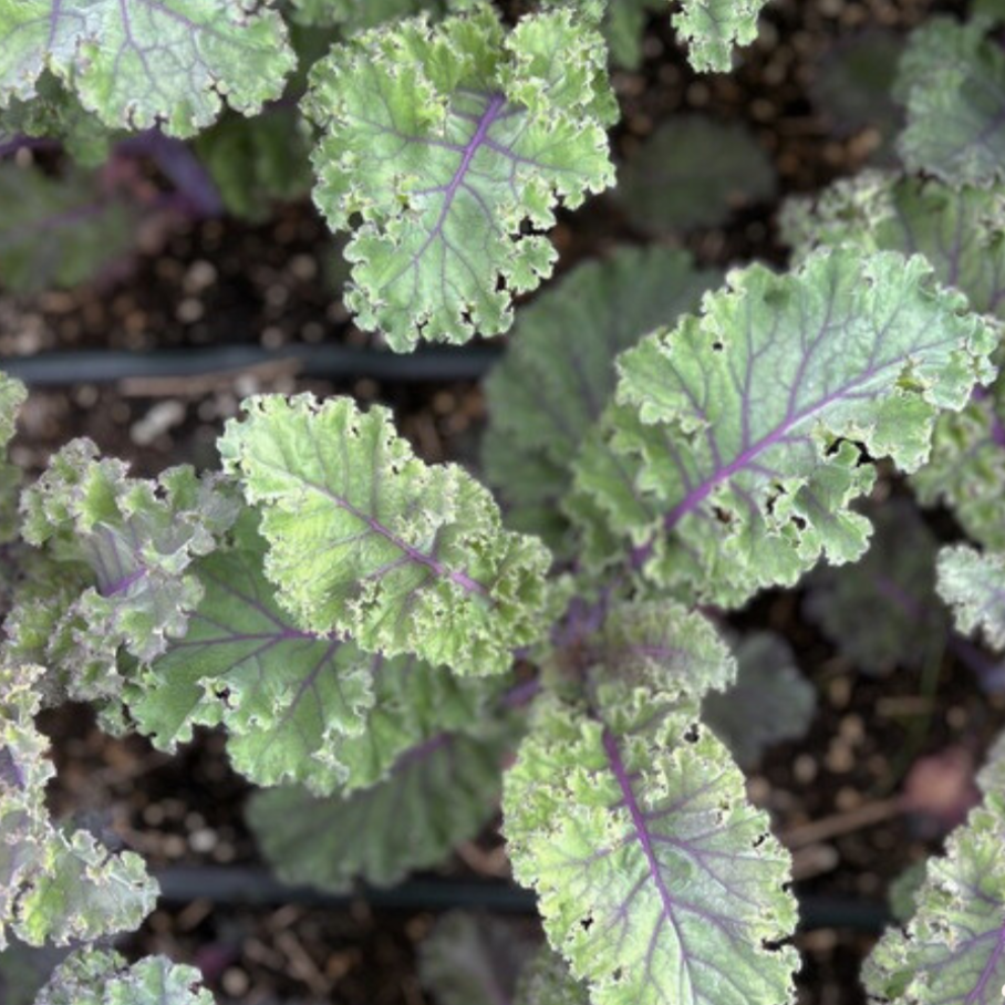 Kale Seeds - Red Ursa, ORGANIC - Sow True Seed