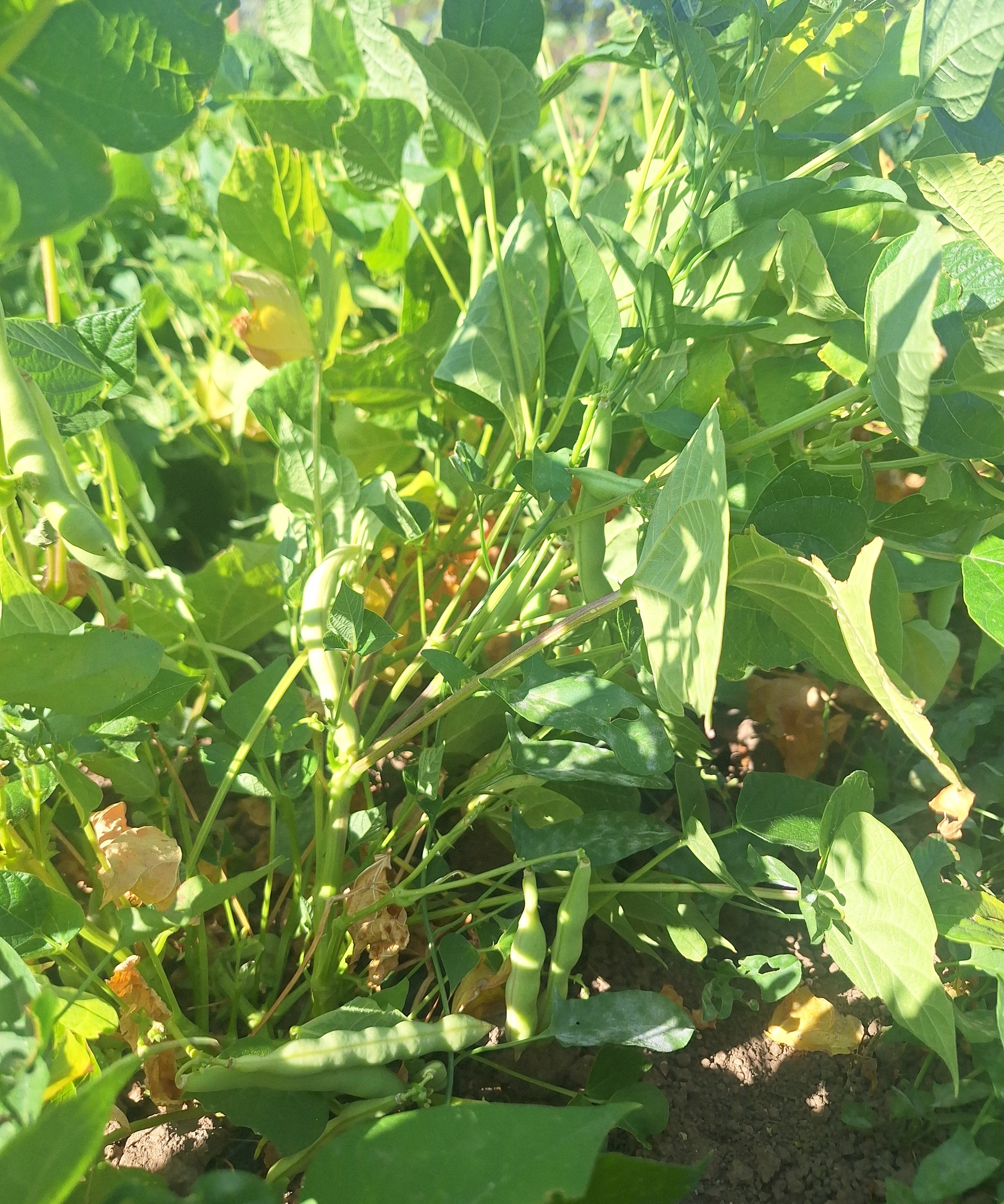 Bush Bean Seeds - Dark Corner - Sow True Seed