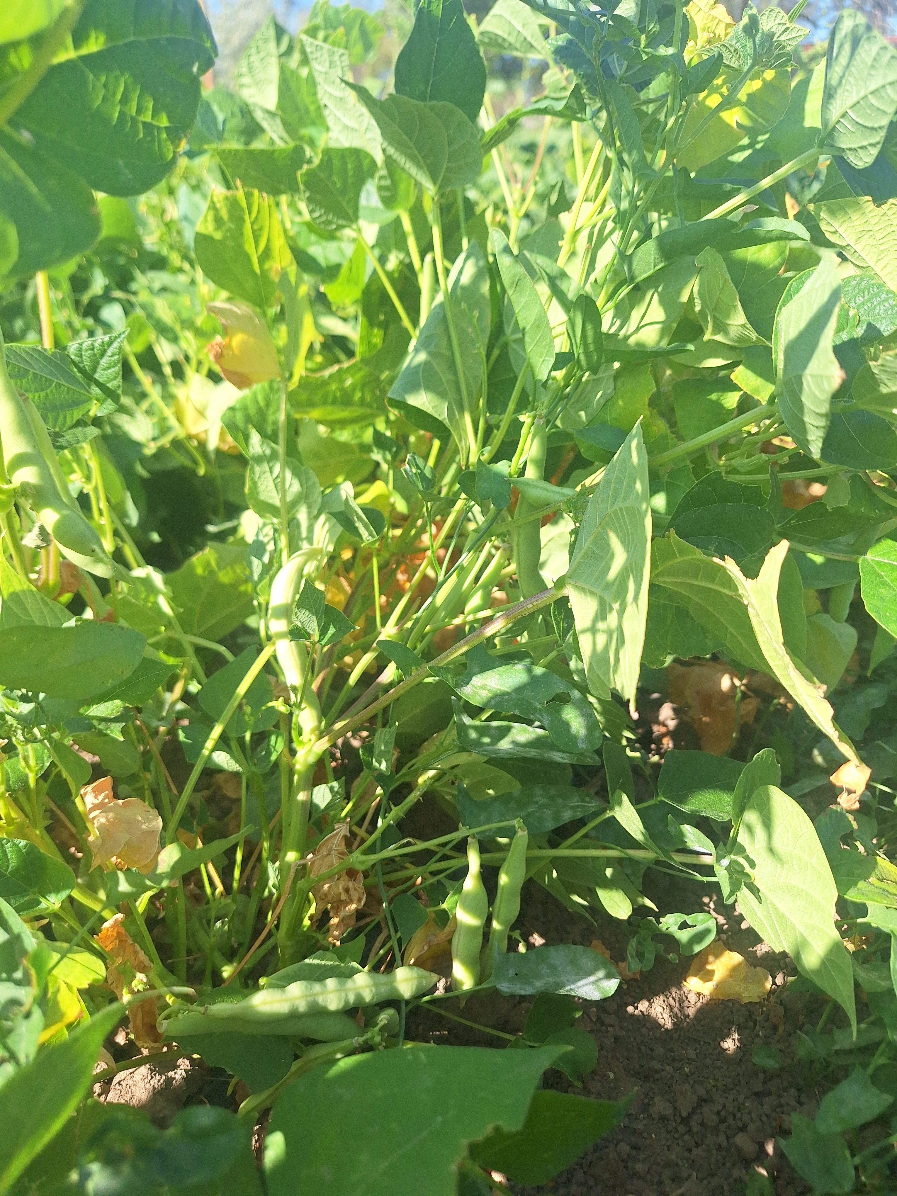 plant bush beans from seed Dark Corner Bush Bean Seeds